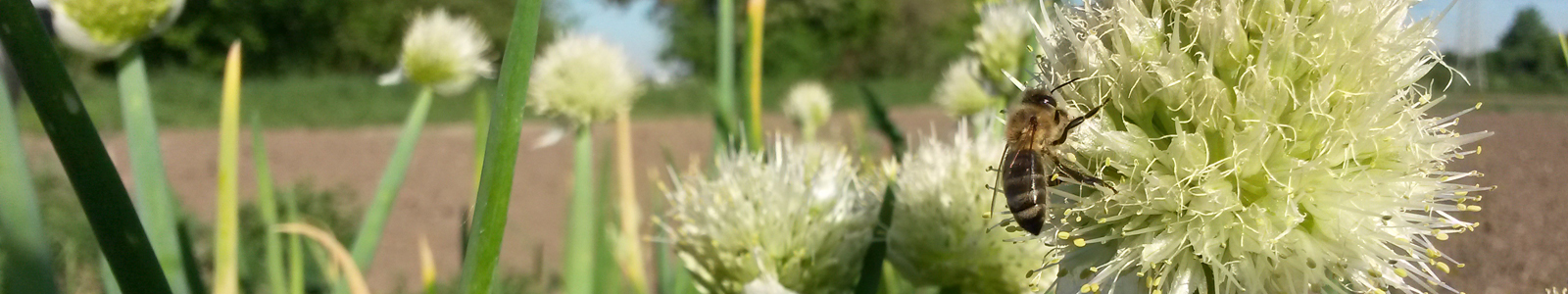 Biene auf Zwiebelblüte © Dienstleistungszentren Ländlicher Raum
